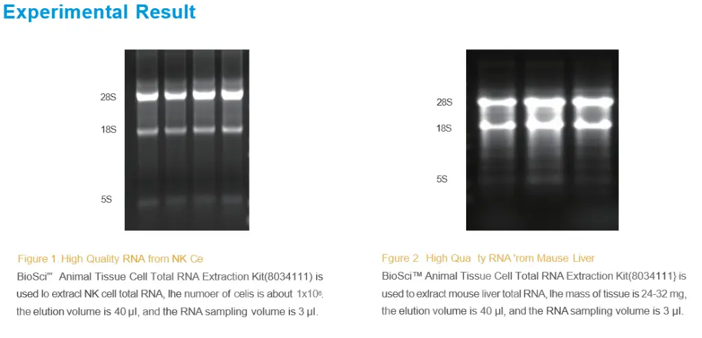 BioSci™ Animal Tissue Cell Total RNA Extraction Kit 2.webp
